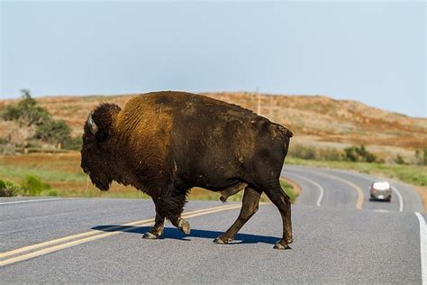 Bison futé prévoit d'ores et déjà une circulation très dense sur les routes de france. Le « sens des retours » de Bison futé : une expression ...