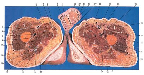 Muscle anatomy glossary 12 photos of the muscle anatomy glossary muscle anatomy and. Upper Thigh Anatomy : Upper Thigh Hip Muscles Diagram ...