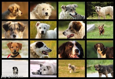 Gatunek (nazwa systematyczna) identification system / system identyfikacji identification number / numer identyfikacyjny. Pies domowy - nazwa, anatomia i zmysły