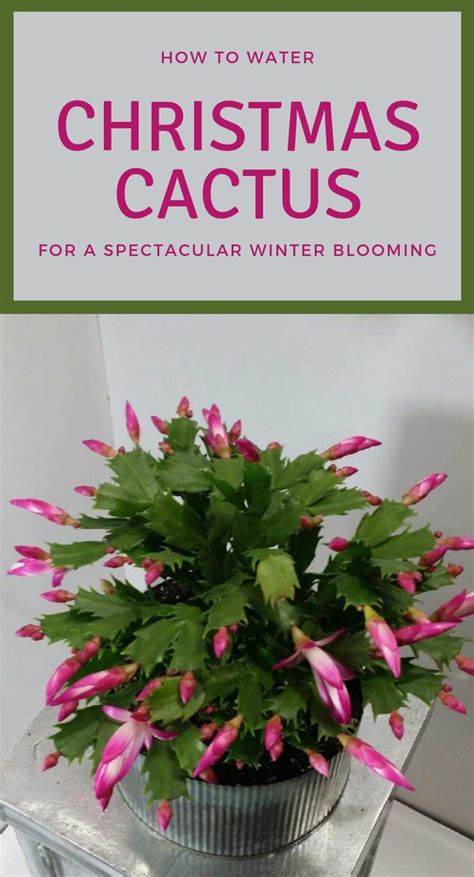 How To Water Christmas Cactus For A Spectacular Winter ...
