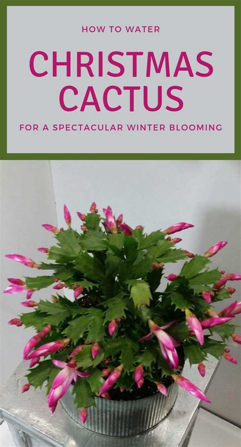 Prune the christmas cactus about a month after blooming. How To Water Christmas Cactus For A Spectacular Winter ...