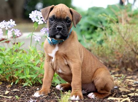 Find your new companion at nextdaypets.com. Boxer Puppies South Florida