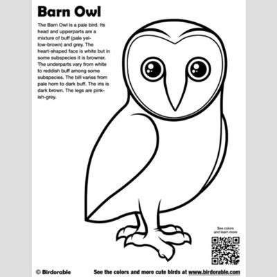 To download the barn owl coloring pages, add it to your cart below, checkout and download it to your computer. Cute Bird Coloring Pages by Birdorable - Free Downloads