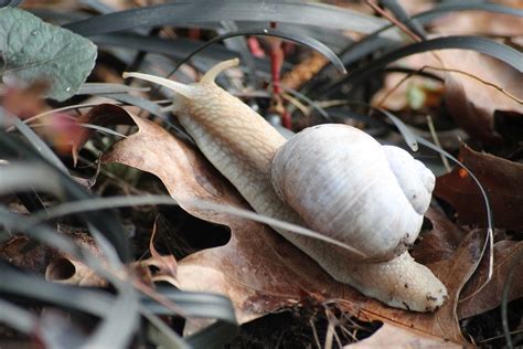 Dazu bildet sie aus speziellen drüsen eine weiche kalkmasse, die sich von innen an die löcher anlagert und dann hart wird. Wie kommt das Haus auf die Schnecke? | dieschweriner.de