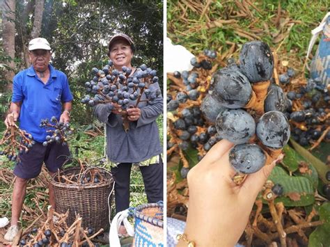 Di sebelah utara berhadapan dengan selat bali dan di sebelah selatan dengan samudra hindia. 4 Jenis Buah-buahan Unik Yang Hanya Terdapat di Sabah ...