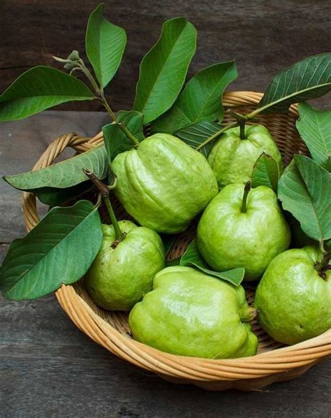 Jambu biji or batu jambu, known as guava, is a kind of jambu fruit that is not too juicy. Berita TV Malaysia: POKOK JAMBU BATU KING HASIL CEPAT