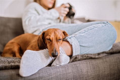 With our wide range of specialized services and affordable animal care, we are committed to helping you maintain your. Heartworm Prevention Rio Rancho | Coronado Pet Hospital