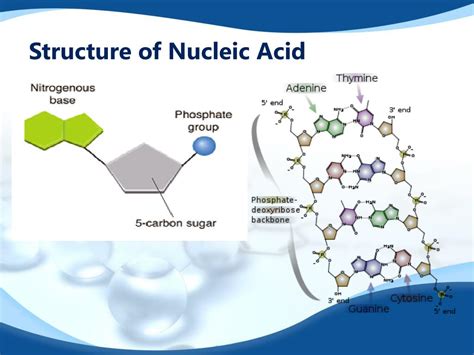 PPT - BIOMOLECULES PowerPoint Presentation, free download ...