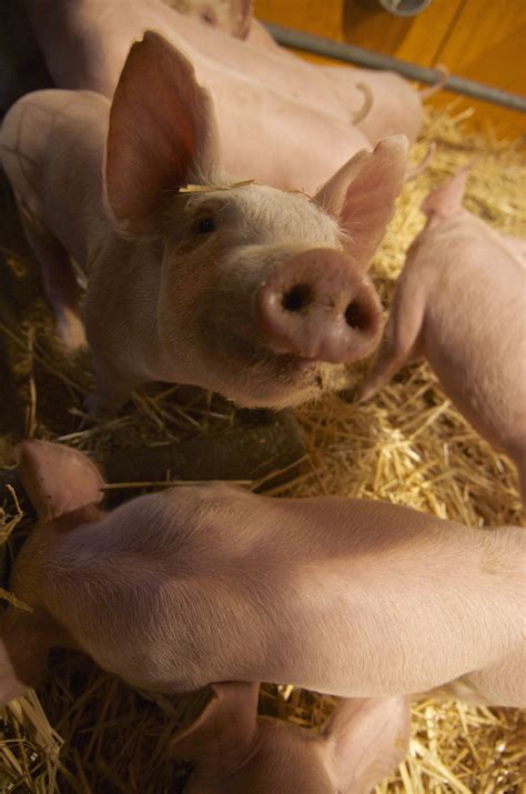 Stop by our massive showroom full of boats to choose from, at the corner of old port & tapleys hill roads at royal park today! Piglets. Royal Adelaide Show. 2013 | South australia ...