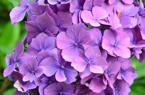 Si tratta infatti di una pianta molto resistente, perfetta sia in vaso che a terra. Fiori da balcone estivi | Fiori da balcone, Fiori, Arredi ...