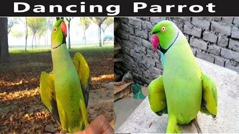Funniest Dancing Parrot | Cute and Funny Parrot video | Lovely Parrot - YouTube