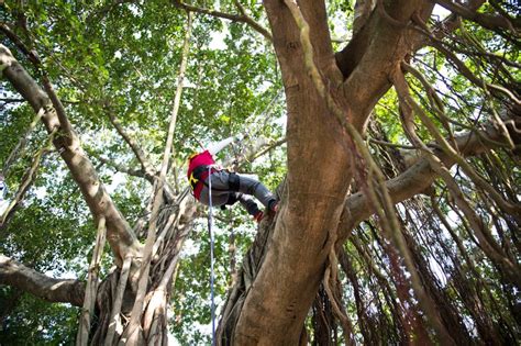 Not all arborists offer the same level of. What Does A Certified Arborist Do? - Proper Arborist