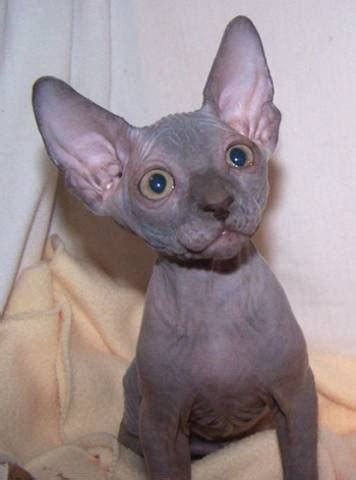 Prior to adopting a dog or cat from the nkla pet adoption center, adopters will need the knowledge and consent of their landlord. Hairless Sphynx Kittens For Adoption - Los Angeles ...