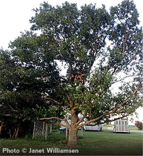 Produces acorns that attract wildlife. Sawtooth Oak - Quercus acutissima | Fast growing trees, Tree