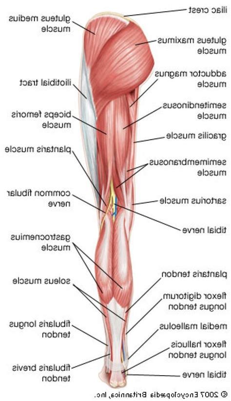 Jump to navigation jump to search. Human Leg Muscles Diagram Muscles Of The Human Leg Diagram ...