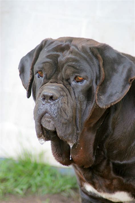 Bei fragen meldet euch bei mir. Neapolitanischer Mastiff-Hund Mit Starken Blauen Augen ...
