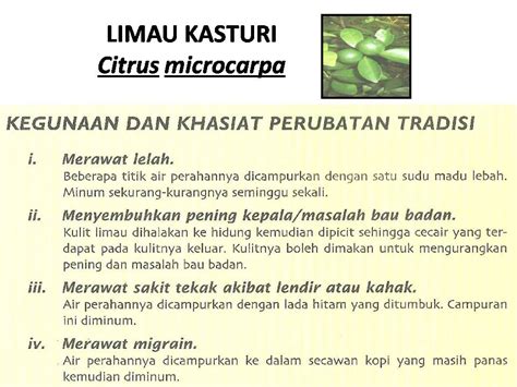 Ia juga digunakan sebagai bahan masakan dalam masakan thai. Pusat Rawatan Islam Darul Naim: KHASIAT POKOK LIMAU KASTURI