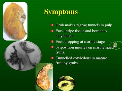 Mothers recipe cut mango pickle 300g these pictures of this page are about:sub cycle of. PPT - Identification, Symptoms, Nature of Damage of Mango ...