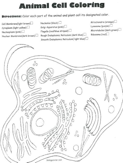 This is due to the process of _____ diffusion ____ 5. 30 Elegant Animal Cell Coloring Key in 2020 | Cell ...