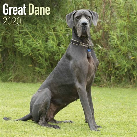However, it is important to remember not to overfeed your growing puppy as then they will grow too fast and painful pressure will be. Great Dane Calendar 2020 - Calendar Club UK
