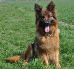 Wir wünschen ihr alles gute und noch viele schöne jahre. Langstockhaar Schäferhunde Haus-Barrett.de - Bilder 1 ...