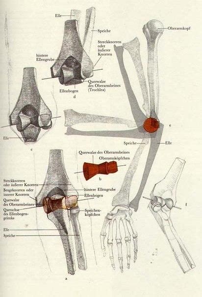 *free* shipping on qualifying offers. Bammes | Anatomia umana, Anatomia