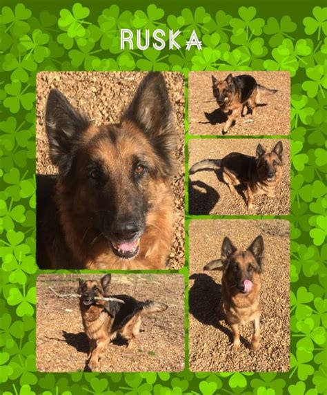 These intelligent canines are known for their jobs as police assistants, search and rescue pups, contraband sniffers, service dogs and more. Pin by Legacy GSD Rescue on The Luck of the Irish! (With ...