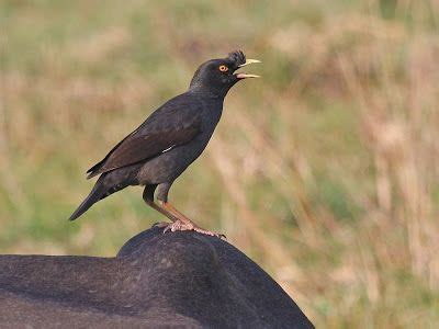 Aku lagi ngomongin urgensi, jgn dipotong. Wallpaper Jalak Kebo : Burung Jalak Kebo Putih Burung ...