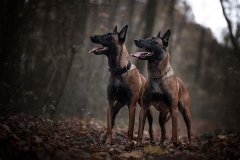 Aussehen bilder charakter.vier attraktive varietäten umfasst die rasse belgischer schäferhund: Malinois vom schwarzen Phönix - Kontakt