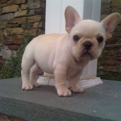 In the uk, it has overtaken the labrador retriever as the nation's most popular dog. Pin by Anabella Duarte on French bulldogs | French bulldog ...