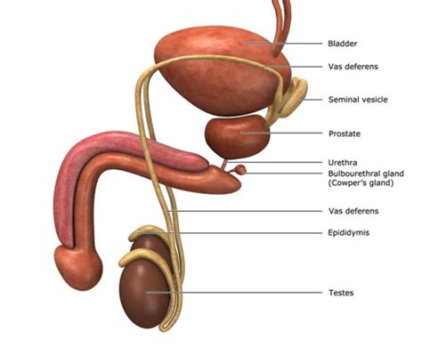 The prostate pain is sometimes excruciating and this procedure is one of the best. Prostate Orgasm: Learn How Prostate Massage Can Produce an ...