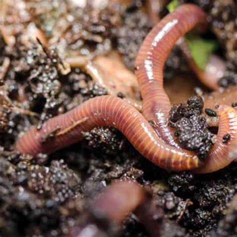 They also tunnel through the soil and bring oxygen to the roots of any plants in the garden. How Do I Attract Earthworms to My Garden? - Organic ...