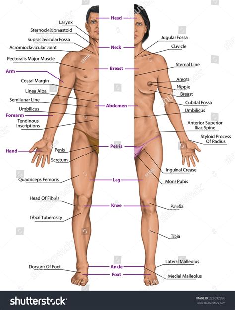 Learn vocabulary, terms and more with flashcards, games and other study tools. Male Female Anatomical Body Surface Anatomy Stock ...