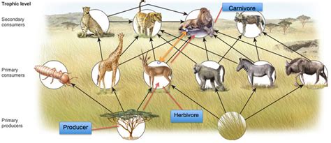 However, they also are known to go after secondary consumers, like baby hippos and crocodiles. Food Chain and Web - The Savanna