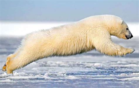 Devine où vit lâ ours polaire. Et maintenant, la pollution s'attaque au pénis de l'ours blanc