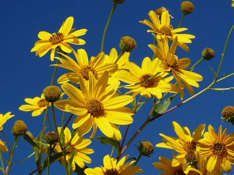 A chi non piacciono i fiori gialli? I fiori spontanei di Acuto (Fr) - I fiori gialli del Topin ...