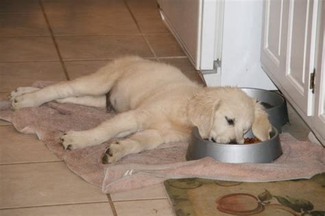 What to feed a puppy. How much food should I feed my English Golden puppy?