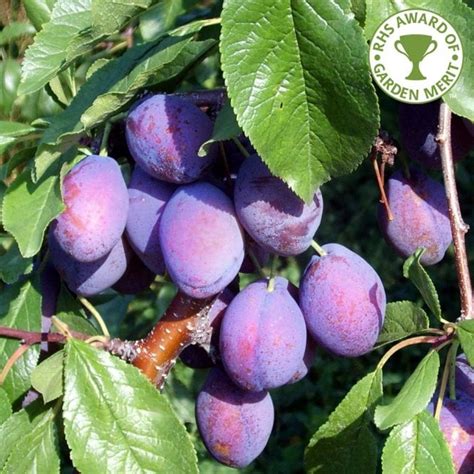 Delivering products from abroad is always free, however, your parcel may be subject to vat, customs duties or other taxes, depending on laws of the country you live in. Plum Marjories Seedling | Self Fertile Plum Trees For Sale
