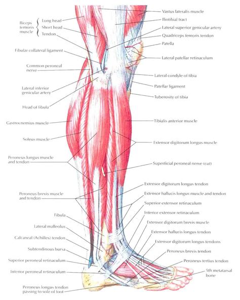 We did not find results for: Lateral Leg Muscles Diagram Images - How To Guide And Refrence