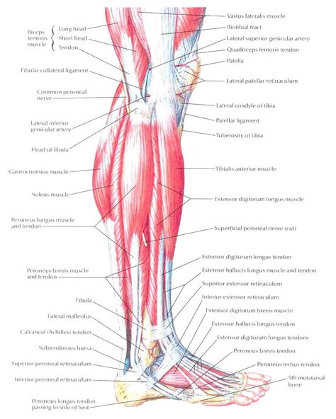 This group is know as the extrinsic muscles that move the wrist, hand and digits because they originate outside the hand and insert within it. Lateral Leg Muscles Diagram Images - How To Guide And ...