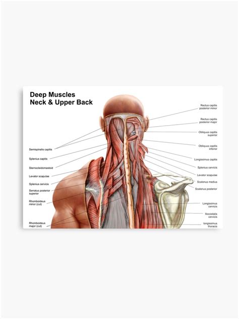 It also covers some common conditions and injuries that can affect the. Neck Upper Back Muscle Anatomy - Human Anatomy