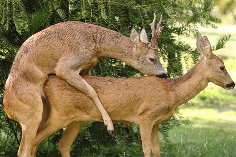 Plantureuse maman aux gros seins tronchée par un jeunot. Vous avez dit rut du chevreuil ? | Il reste des espaces en ...