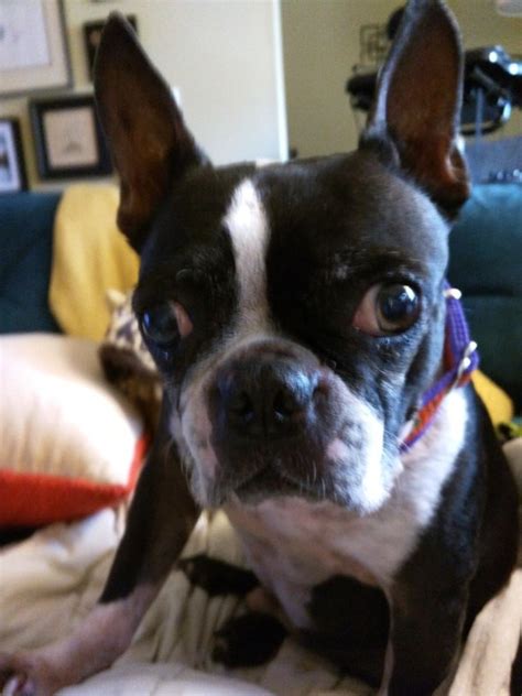 Jun 03, 2021 · color: How Much Does A Boston Terrier Puppy Cost | PETSIDI