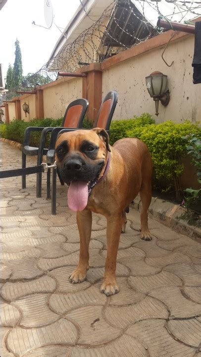 The bullmastiff originated in england around 1910, the foundation breeding is 60% mastiff and 40% old english bulldog. Bullmastiff Puppies For Sale - Pets - Nigeria