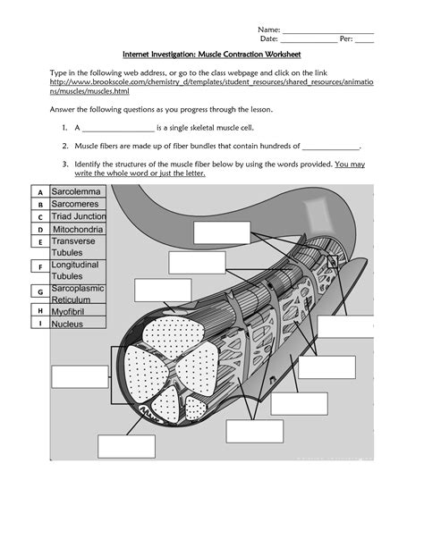 Muscle anatomy chart best of 'exercise muscle guide anatomy chart super ss' poster | example document template. 14 Best Images of Printable Muscle Worksheet - Muscular ...