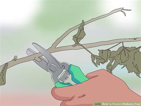 They feature a trunk with many branches supporting small clusters of leaves, and a small base of roots. How to Prune a Mulberry Tree: 10 Steps (with Pictures ...