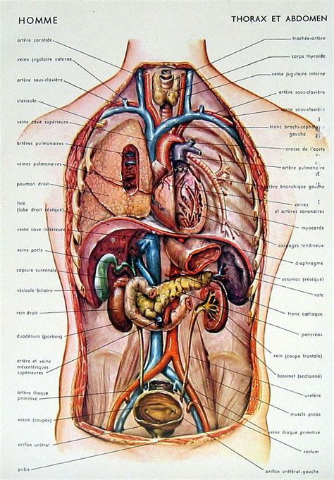 This course will show you the building blocks of the female form and how it differentiates from the male body. Human Anatomy Abdomen | Anatomy | Pinterest