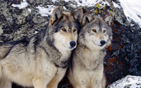 Since 1995, when wolves were reintroduced to the american elk, no longer pressured by predatory wolves, became abundant and began to damage their own habitat. What Does the "War on Wolves Act" Mean For Predators in ...