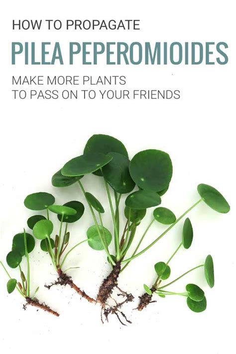 After a few months of experimentation, i have figured out how to mass produce pilea peperomioides babies and revive a long and. Propagate your Pilea Peperomioides Plant - How to Grow ...