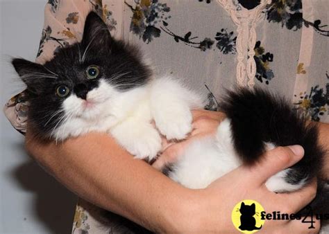 Check spelling or type a new query. Ragdoll Kitten for Sale: Rare TICA Black Mitted Solid ...